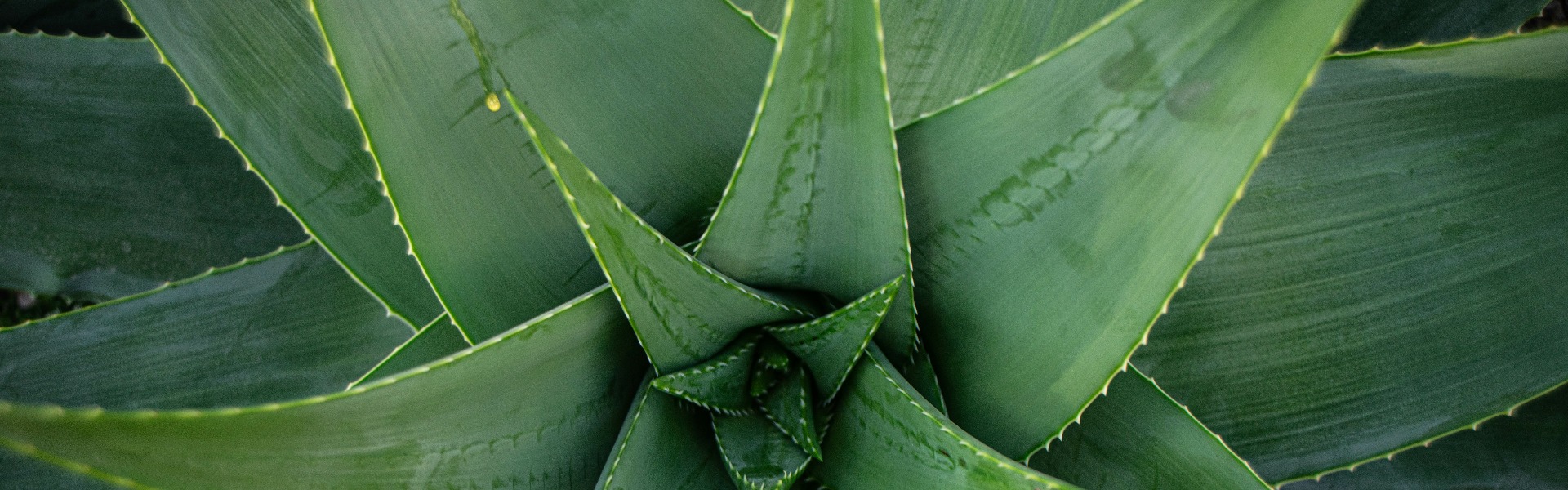 aloe vera pflanze im garten