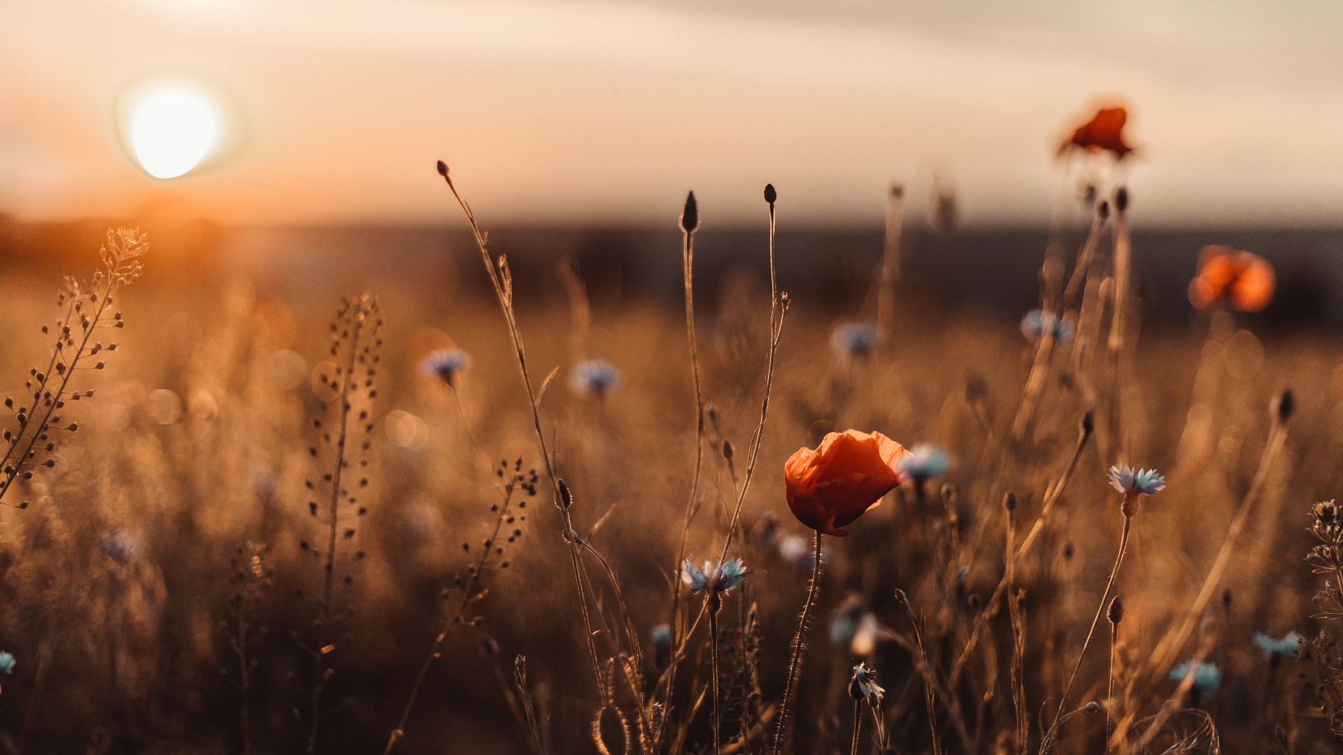 Schöner Naturhintergrund mit roter Mohnblume Mohn im Sonnenuntergang auf dem Feld. Gedenktag, Veteranentag, Lest we forget Konzept. Horizontales Banner